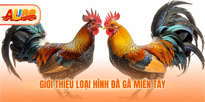 Giới thiệu loại hình đá gà miền Tây